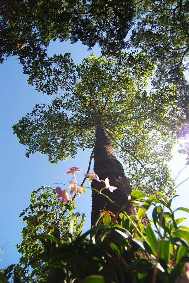 Tree House Hotel Sisaket Kültér fotó